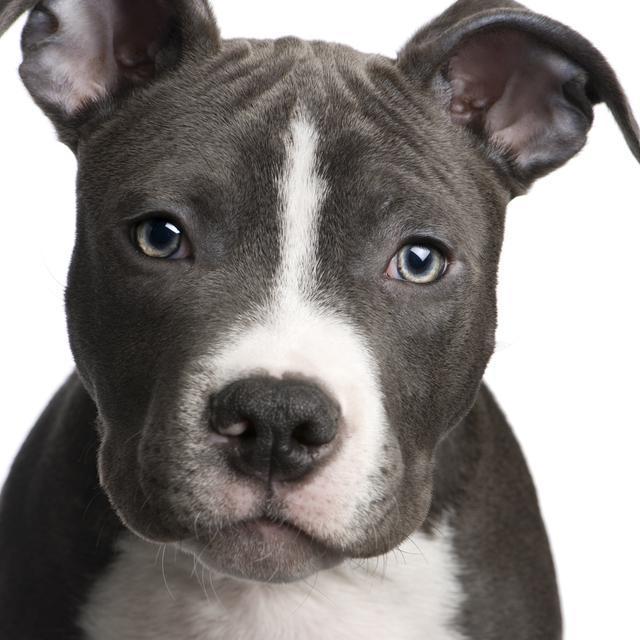This is a pitbull